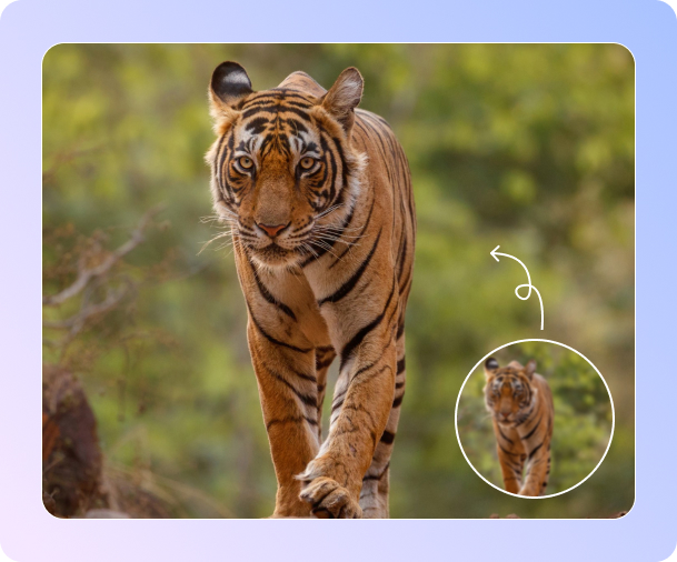 image enhancer elevate